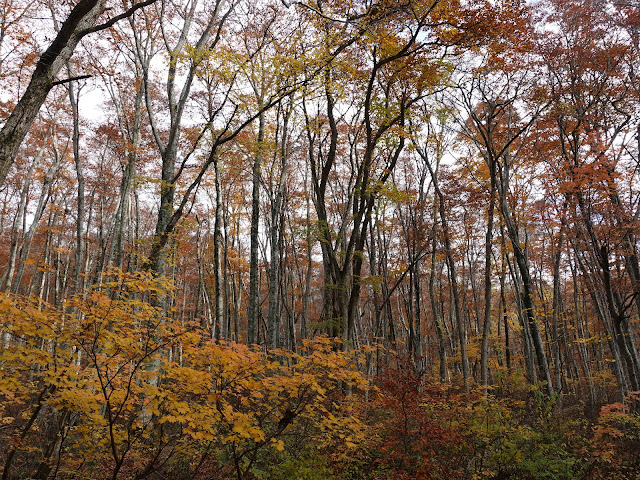 鳥取県道45号倉吉江府溝口線（大山環状道路）の紅葉