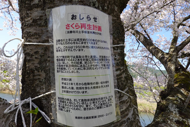 法勝寺川桜並木の桜再生計画のお知らせ