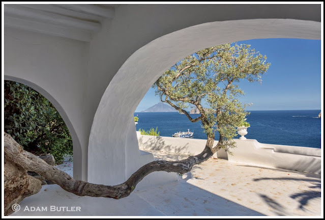 Tree Growing Towards SunLight