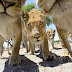 Lions King Unbelievable Photos In Forest They Playing With Camera Robot