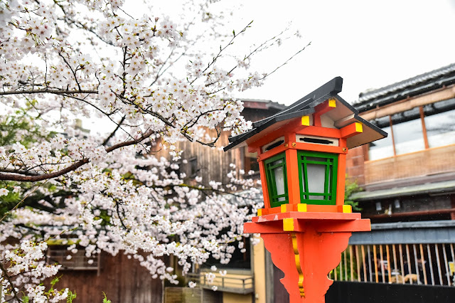 京都 祇園白川 櫻花 藝伎 和服 町家 燈籠 春天 雨