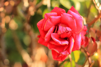 Red Rose in the Morning Sunshine - Flower Photography by Mademoiselle Mermaid.