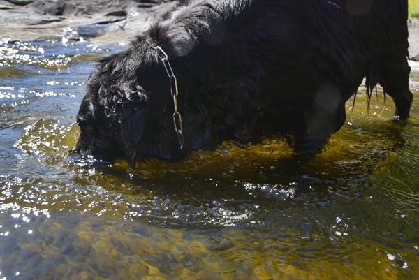 flat coated retriever