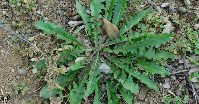 セイヨウタンポポ(西洋蒲公英) Taraxacum officinale
