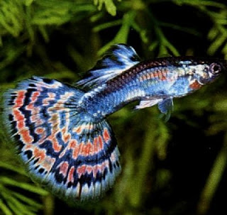 poisson guppy goupie aquarium