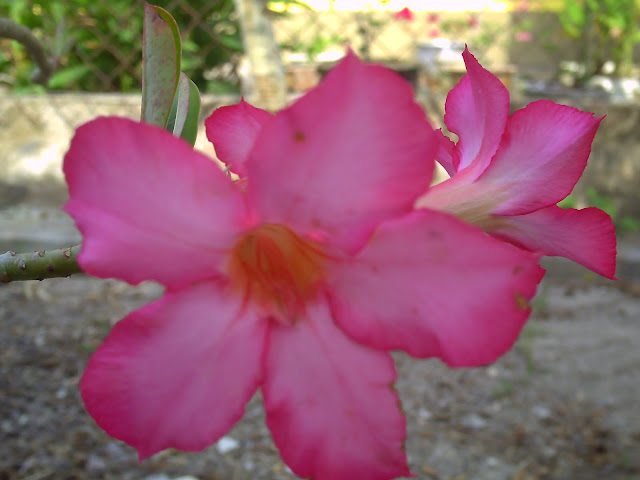 Bunga Adenium / Desert Rose