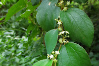 Ziziphus mauritiana