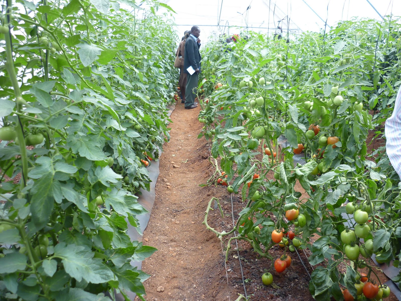 Greenhouse Farming in Botswana