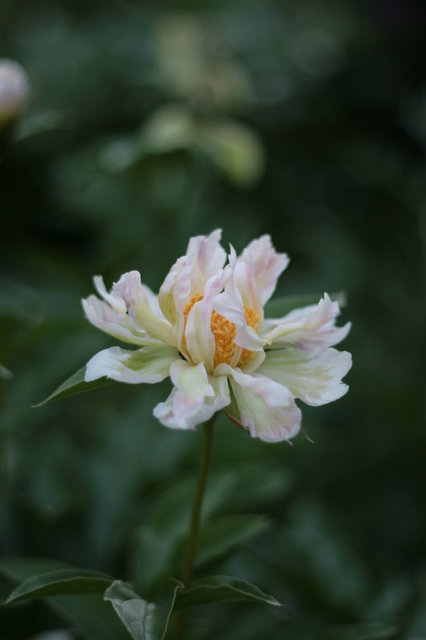 Paeonia lactiflora 'Green Halo'