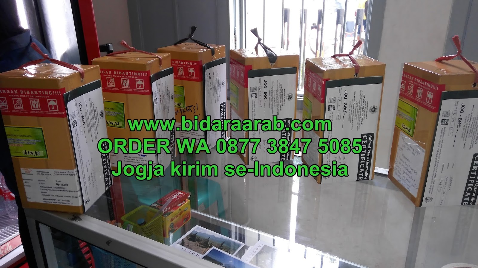 Jual Bibit Tanaman Pohon Daun Bidara Arab Sidr