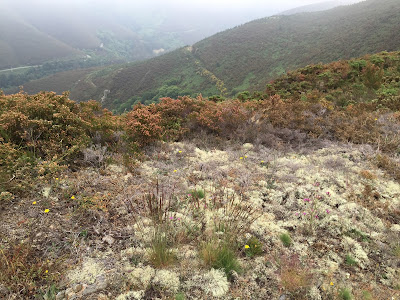 Spain, Marronda forest and the Eo River   by E.V.Pita (2015)  http://evpita.blogspot.com/2015/06/spain-marronda-forest-and-eo-river.html   Fraga de Marronda - río Eo (Baleira, Lugo)  por E.V.Pita (2015)