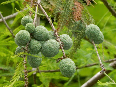 Female cones of Bald Cypress