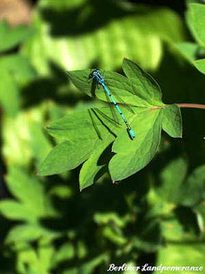 Libelle