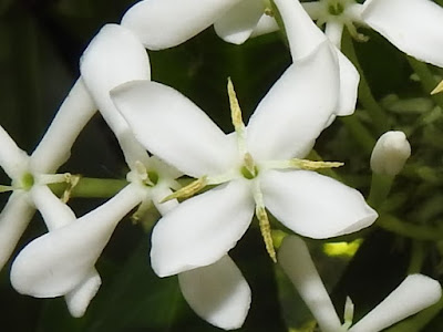 白仙丹花的花