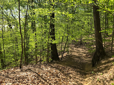 Photo of a dirt path through bright green trees.