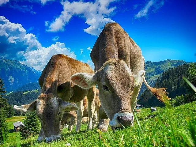 Cows