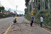 Pembersihan Pohon lapuk Rawan tumbang Di Pinggir jalan