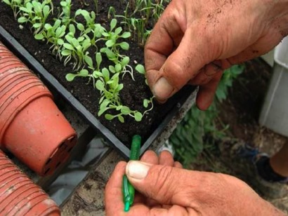 Pricking out seedlings