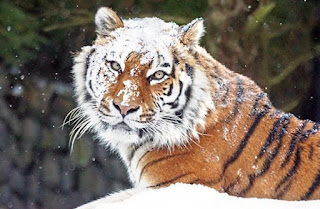 Siberian Tigers Facts