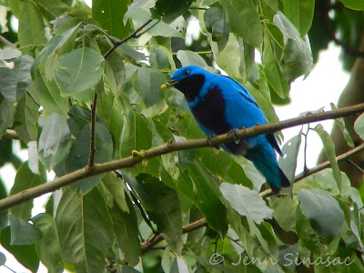 Lovely Cotinga