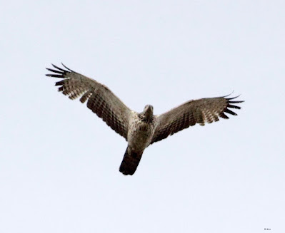 "Seen soaring the Mount Abu skies in APril and May"