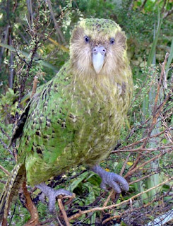 kakapo