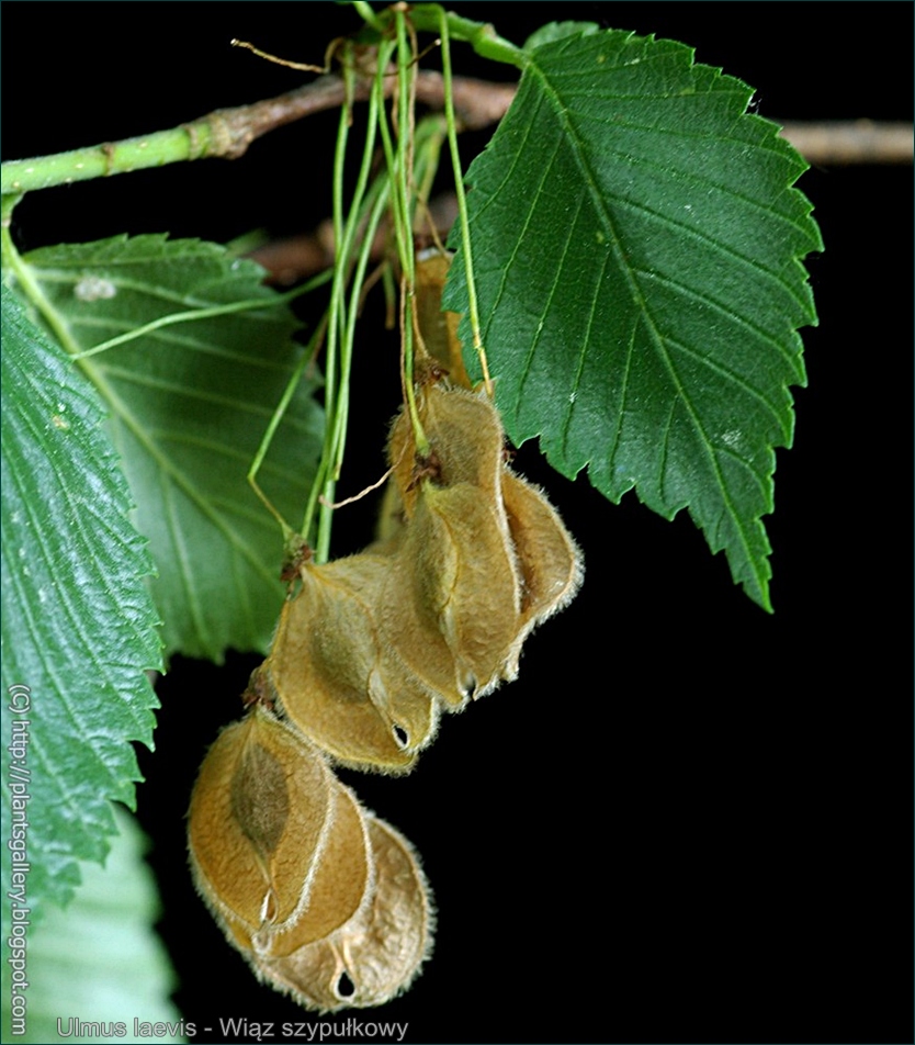 Ulmus laevis - Wiąz szypułkowy