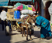 One of thousands of donkeys in Marrakesh