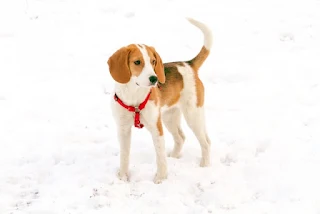 dog wagging its tail