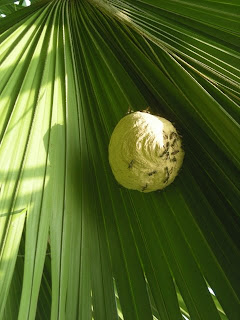 wasp nest on palm leaf, La Ceiba, Honduras