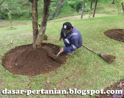  sering kita mendengar istilah penyiangan dan pendangiran Pengertian Penyiangan dan Pendangiran Dalam Budidaya Tanaman