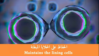 الحفاظ على الخلايا المبطنة