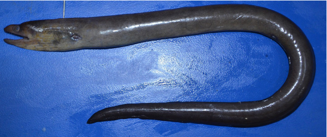 One species a day: A new moray eel: Gymnothorax mishrai