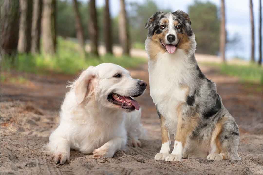 Berger Australien croisé Golden Retriever (élevage et dressage)