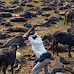 Nepal Earthquake :Before the great earthquake struck,Hinduism devotees killed 250,000 cows to celebrate festival