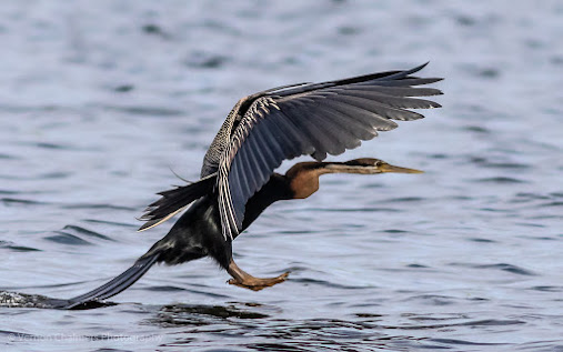 African darter landing in the Diep River Woodbridge Island