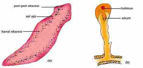 Platyheminthes Cacing Pipih Ciri Ciri Umum dan  