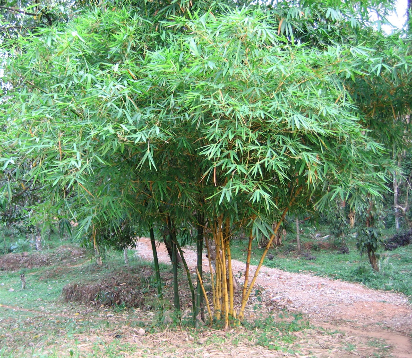 Jual Bambu Taman Tanaman Pagar Tukang Taman TUKANG TAMAN 