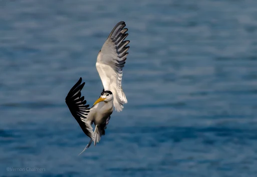 Birds in Flight Photography - Private / Individual Training Cape Town