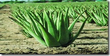 Aloe Vera Plant (copy)