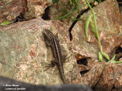 Lagartija comechingona (Liolaemus saxatilis)