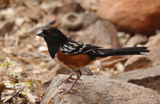 Spotted Towhee