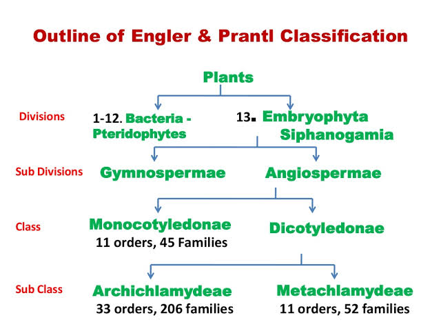 ENGLER and prantl system of classification