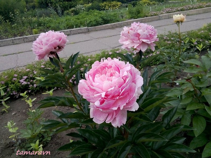 Пион 'The Fawn' (Paeonia 'The Fawn')