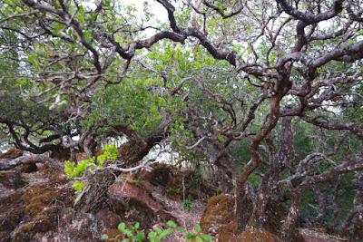 Hutan Bonsai