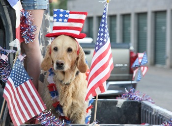 dog in the parade (1 of 1)