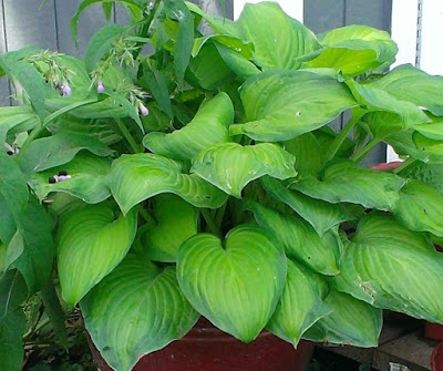 Guacamole hosta