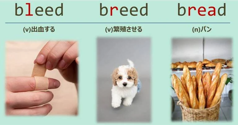 bleed, breed, bread, スペルが似ている英単語