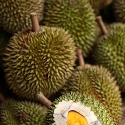 Jual Bibit Pohon Durian Tembaga Unggul
