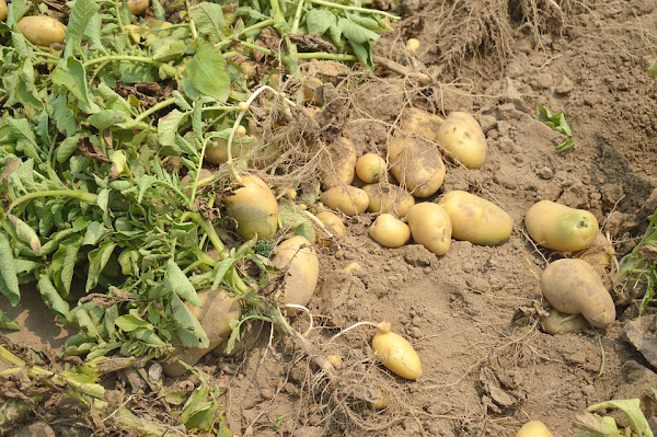 potato health benefits for goats